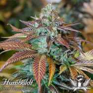 Humboldt Seed Organization Lemon Kush Headband